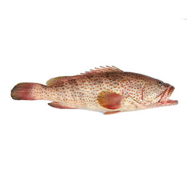 flat brown fish